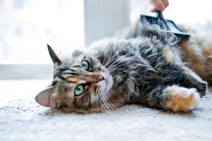 chat-brossage Chat allongé sur le tapis